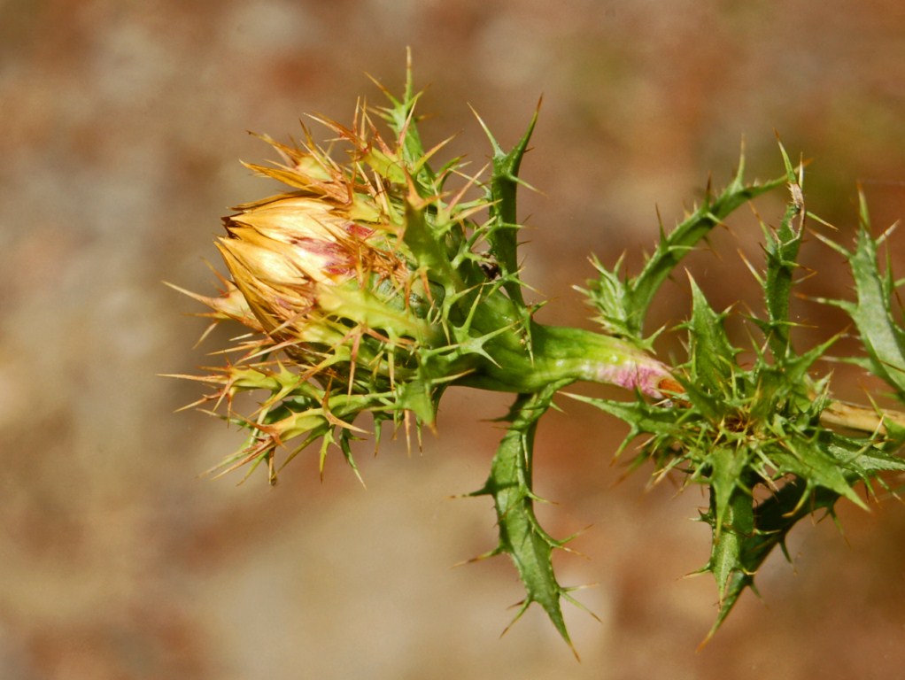 Carlina corymbosa e Carlina vulgaris